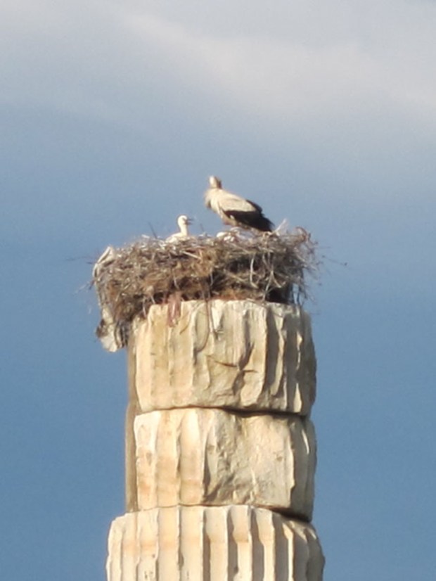 Pelican nest on the Temple of Artemis