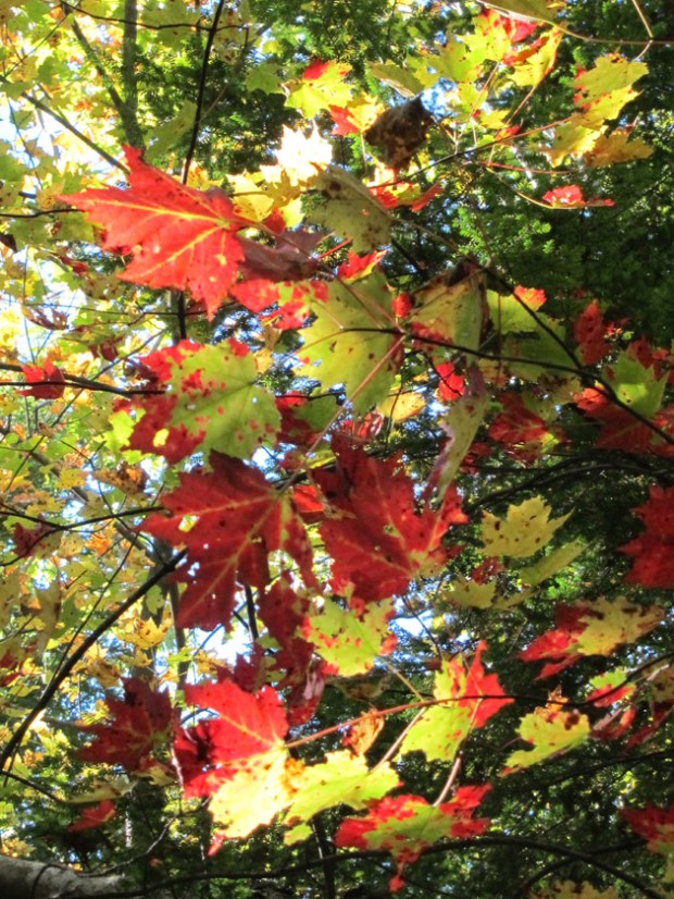 leaves and sunlight leaves and sunlight