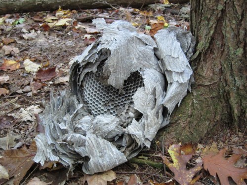 hornet's nest
