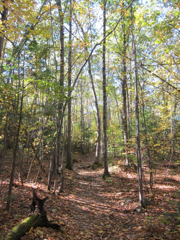 Maine trail Maine hiking trail