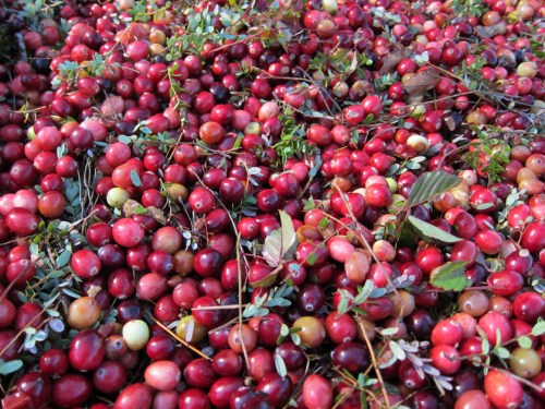 fresh cranberries