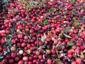 fresh cranberries