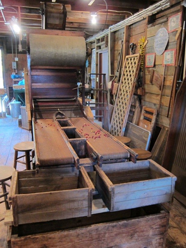 1920's cranberry sorting machine