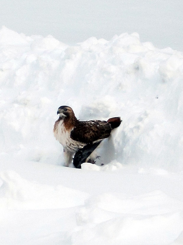 Red-tailed hawk in the snow