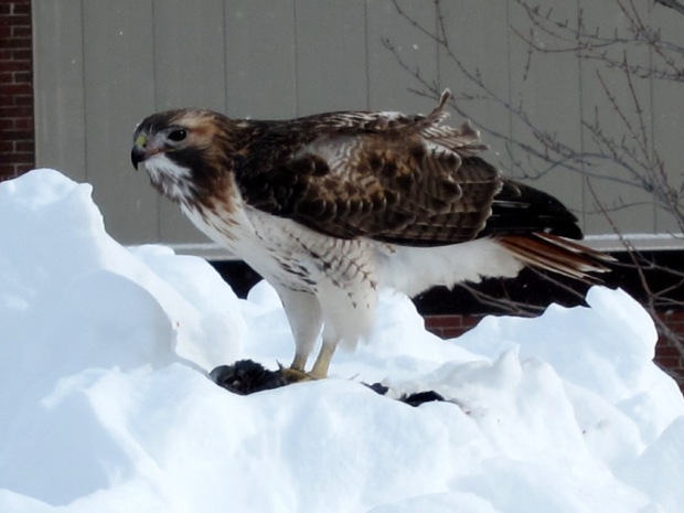 red-tailed hawk in the snow