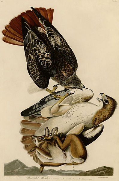 John James Audubon - Red tailed Hawk
