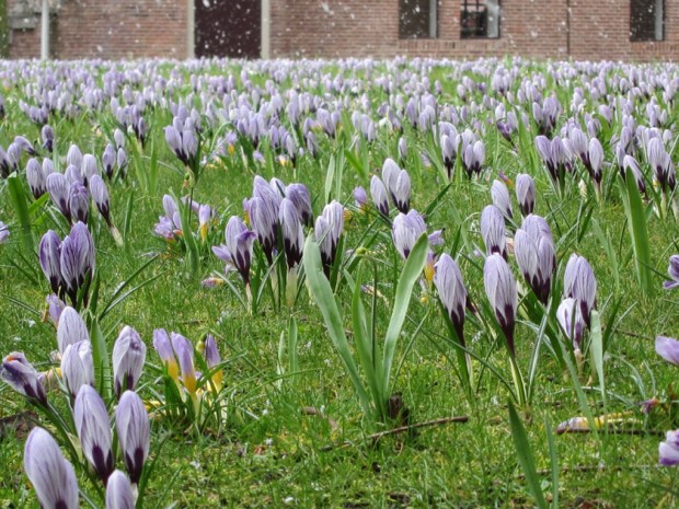 Flowers in the Hermitage Courtyard, Amsterdam