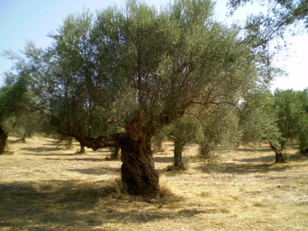 olive tree in Greece