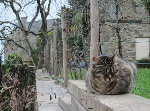 cat, Mont Saint-Michel
