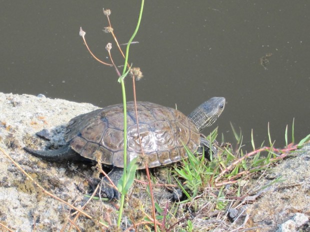 turtle, Ascelpium, Pergamon