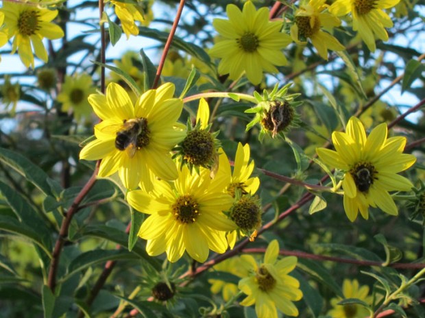 bees in yellow flowers, Dumbarton Oaks gardens