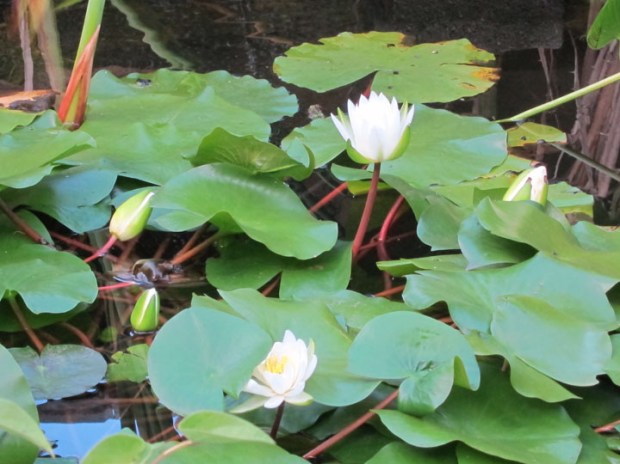 water lilies, Dumbarton Oaks gardens