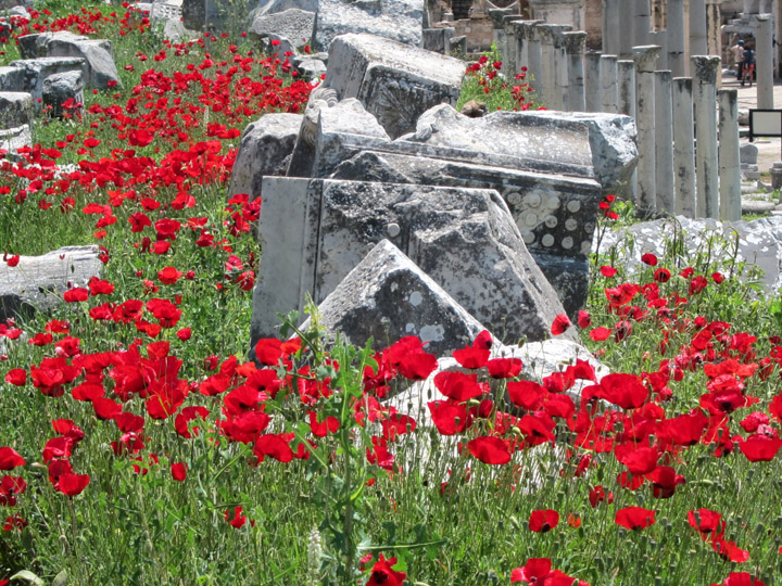 poppies of ephesus