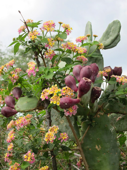 Flowering cactus near the Sea of Galilee