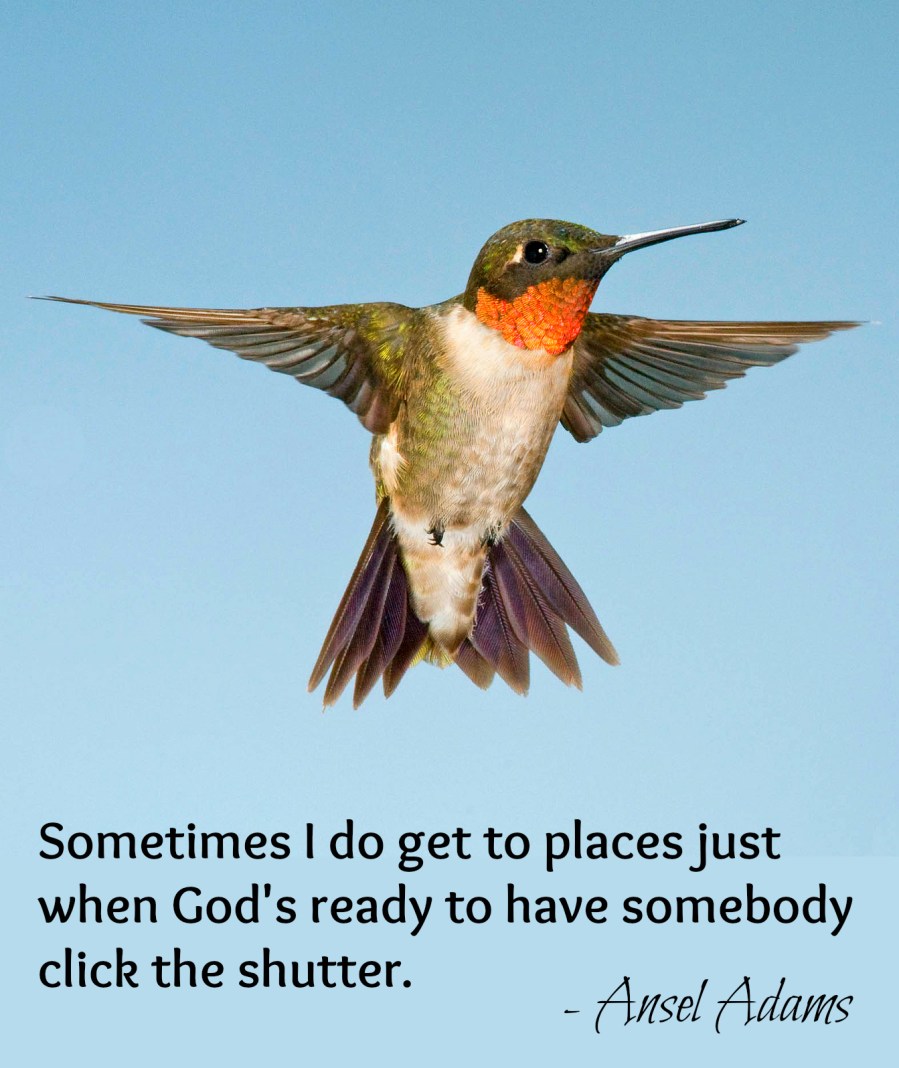 hummingbird quote
